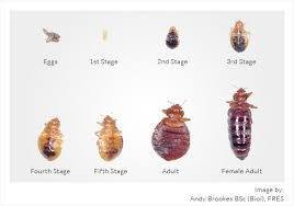 bed-bug-4